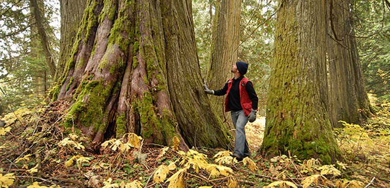 Some of the red cedars here are estimated to be over 1000 years old.