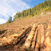 Ancient Forest Alliance executive director Ken Wu