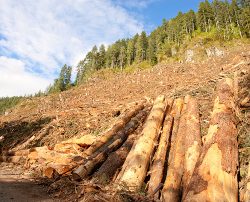 Ancient Forest Alliance executive director Ken Wu