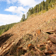 An old-growth Douglas-fir stand was clearcut in June and July of this year in the Caycuse Valley south of Cowichan Lake and north of the Walbran Valley. The area was important deer wintering habitat.