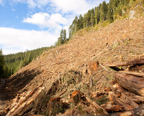 An old-growth Douglas-fir stand was clearcut in June and July of this year in the Caycuse Valley south of Cowichan Lake and north of the Walbran Valley. The area was important deer wintering habitat.