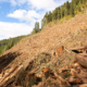 An old-growth Douglas-fir stand was clearcut in June and July of this year in the Caycuse Valley south of Cowichan Lake and north of the Walbran Valley. The area was important deer wintering habitat.