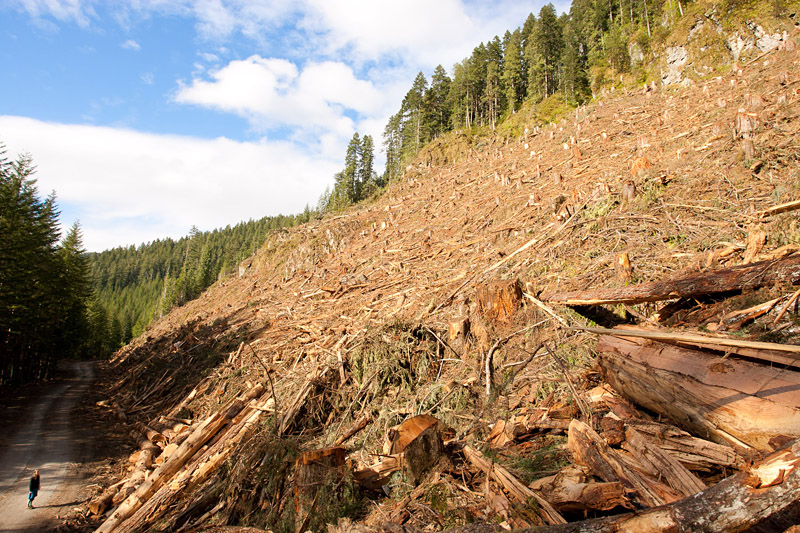 An old-growth Douglas-fir stand was clearcut in June and July of this year in the Caycuse Valley south of Cowichan Lake and north of the Walbran Valley. The area was important deer wintering habitat.