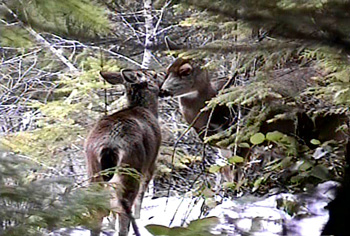 Columbia Blacktail Deer