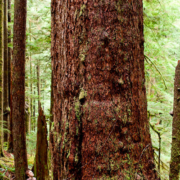 Ancient Forest Alliance photographer TJ Watt stands beside a giant old-growth Douglas-fir tree he located in the Gordon River Valley near Port Renfrew. The tree measures over 31ft in circumference