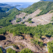 Aerial photo of East Creek logging in 2015