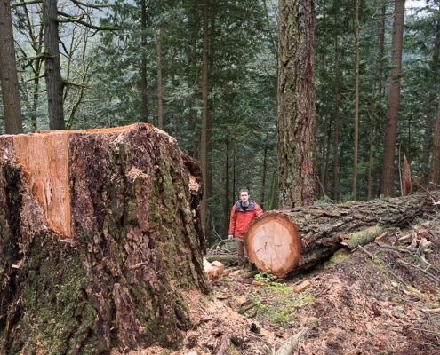 Ancient Forest Alliance Campaigner & Photographer