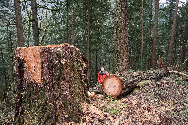 Ancient Forest Alliance Campaigner & Photographer