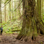 AFA's Hannah Carpendale stands near a giant red cedar and Douglas-fir in the Echo Lake ancient forest.