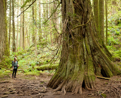 AFA's Hannah Carpendale stands near a giant red cedar and Douglas-fir in the Echo Lake ancient forest.