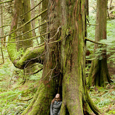 AFA's Hannah Carpendale nestled in a gnarly old-growth red cedar tree in the Echo Lake Ancient Forest.