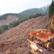 Ancient Forest Alliance Photographer & Campaigner TJ Watt stands atop an 8ft wide old-growth redcedar stump in a recent clearcut by Teal-Jones on Edinburgh Mt near Port Renfrew.