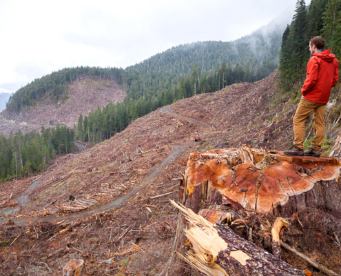 Ancient Forest Alliance Photographer & Campaigner TJ Watt stands atop an 8ft wide old-growth redcedar stump in a recent clearcut by Teal-Jones on Edinburgh Mt near Port Renfrew.