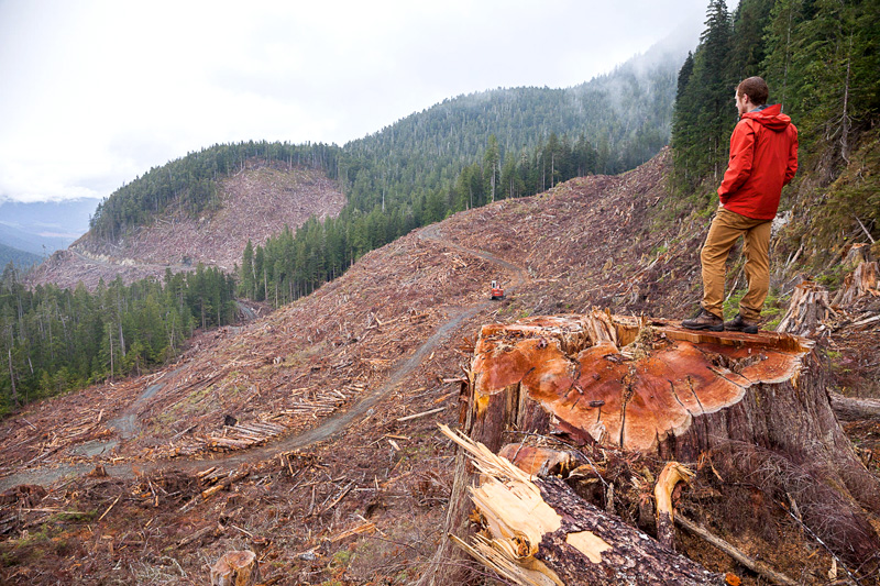 Ancient Forest Alliance Photographer & Campaigner TJ Watt stands atop an 8ft wide old-growth redcedar stump in a recent clearcut by Teal-Jones on Edinburgh Mt near Port Renfrew.