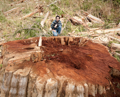 Giant stump of a recently cut redcedar measuring over 14ft across found near the Avatar Grove outside of Port Renfrew