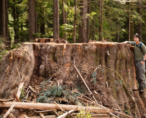 The stump of a 14ft diameter old-growth redcedar freshly cut in 2010 found along the Gordon River near Port Renfrew on Vancouver Island.