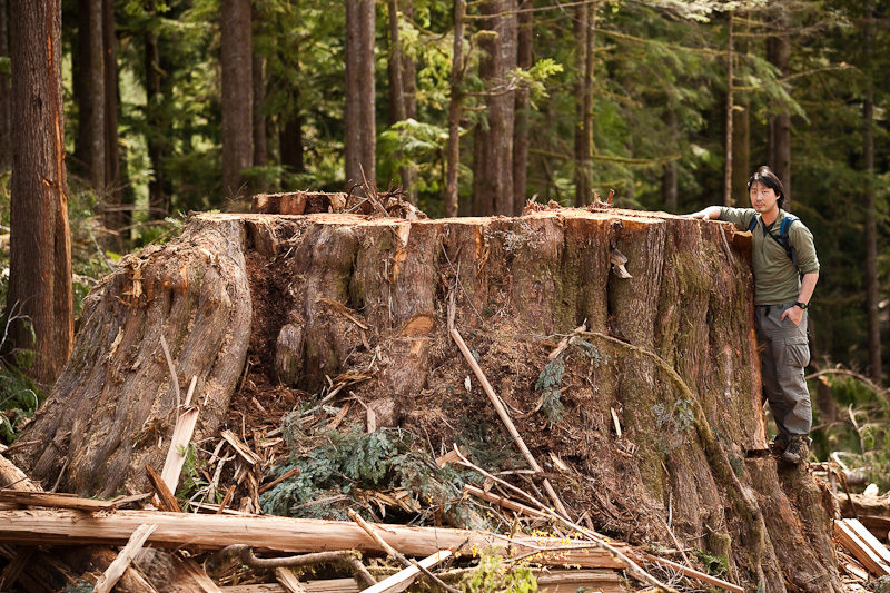 The stump of a 14ft diameter old-growth redcedar freshly cut in 2010 found along the Gordon River near Port Renfrew on Vancouver Island.