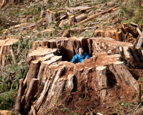 A giant 14ft diameter old-growth redcedar stump sits among dozens more in the clearcut near Port Renfrew