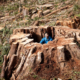A giant 14ft diameter old-growth redcedar stump sits among dozens more in the clearcut near Port Renfrew