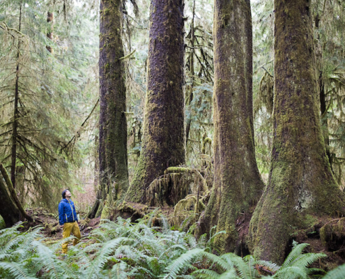 AFA Executive Director Ken Wu stands alongside a row of Sitka spruce and western hemlock trees growing in a line out of a nurse log in the unprotected FernGully Grove near Port Renfrew.