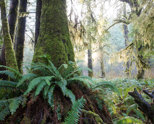 Sun shines through the moss and ferns in the unprotected FernGully Grove near Port Renfrew.