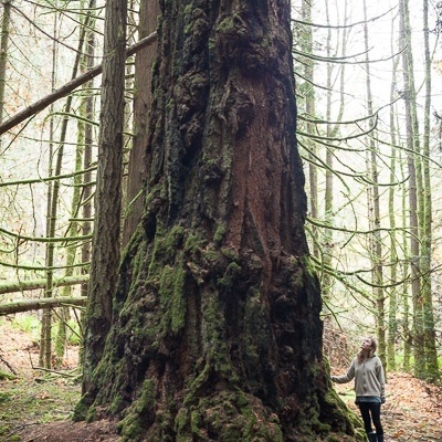 A woman in a white shirt stands beside an old-growth tree in Francis/King Regional Park.