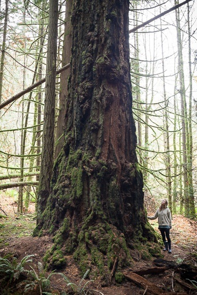 A woman in a white shirt stands beside an old-growth tree in Francis/King Regional Park.