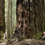 An example of the Coastal Douglas fir ecosystem as seen in Francis King regional park near Victoria
