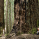 An example of the Coastal Douglas fir ecosystem as seen in Francis King regional park near Victoria
