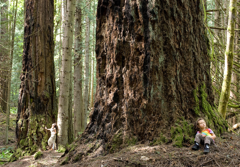 An example of the Coastal Douglas fir ecosystem as seen in Francis King regional park near Victoria