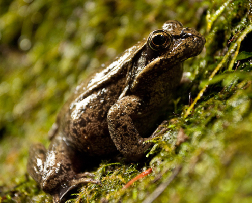 Red-legged frog.