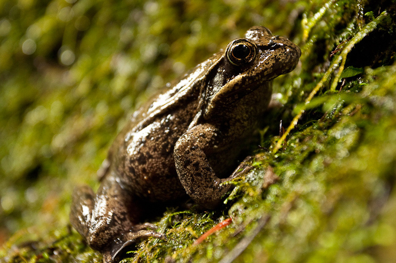 Red-legged frog.