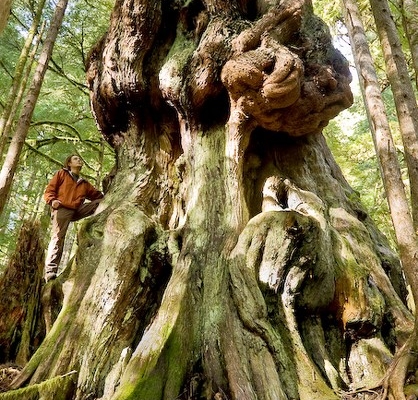 Canada's Gnarliest Tree found in Avatar Grove