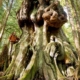 Canada's Gnarliest Tree found in Avatar Grove