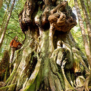 Canada's Gnarliest Tree in Avatar Grove