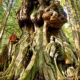 Canada's Gnarliest Tree in Avatar Grove