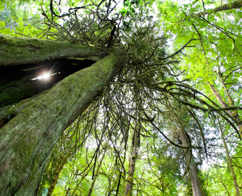 A giant old-growth redcedar in lush rainforest of Goldstream Park where the photography workshop will be held.