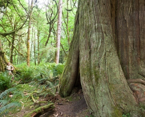 A hollowed out western redcedar stands amongst a sea of green ferns, salal, and other foliage in Goldstream Provincial Park.