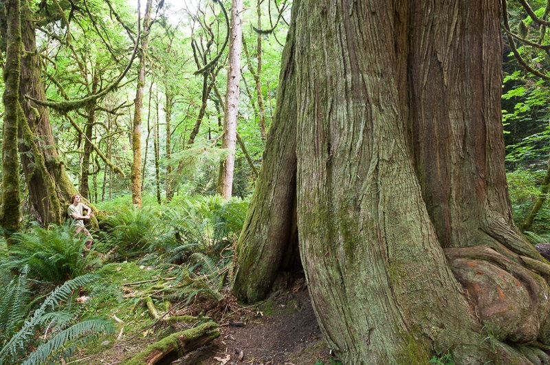 A hollowed out western redcedar stands amongst a sea of green ferns, salal, and other foliage in Goldstream Provincial Park.