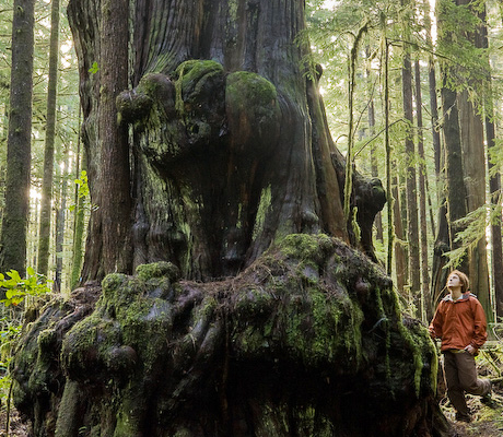 Photographer TJ Watt is dwarfed by one of the huge alien shaped Red Cedar's in the threatened Avatar Grove near Port Renfrew