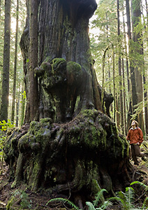 A massive redcedar in the endangered Avatar Grove near Port Renfrew