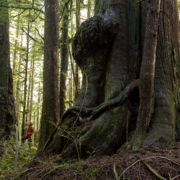 Lower Avatar Grove