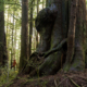 Lower Avatar Grove