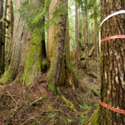 Orange flagging tape marked "Falling Boundary" ropes off massive red cedars in a section of the Avatar Grove near Port Renfrew