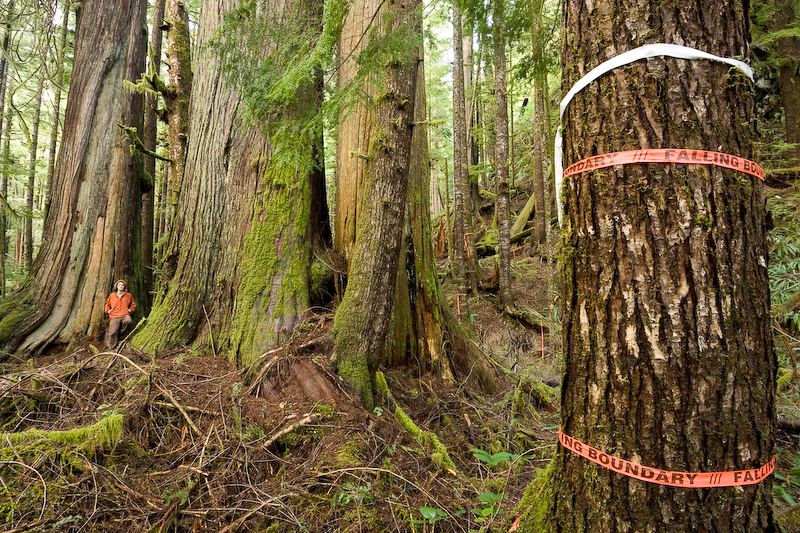 Orange flagging tape marked "Falling Boundary" ropes off massive red cedars in a section of the Avatar Grove near Port Renfrew