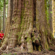 A giant redcedar over 40ft around found recently along the Gordon River near Port Renfrew