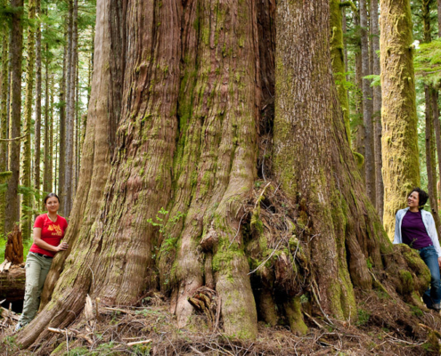 A giant redcedar over 40ft around found recently along the Gordon River near Port Renfrew
