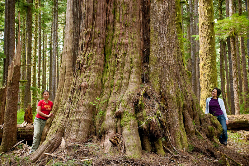 A giant redcedar over 40ft around found recently along the Gordon River near Port Renfrew