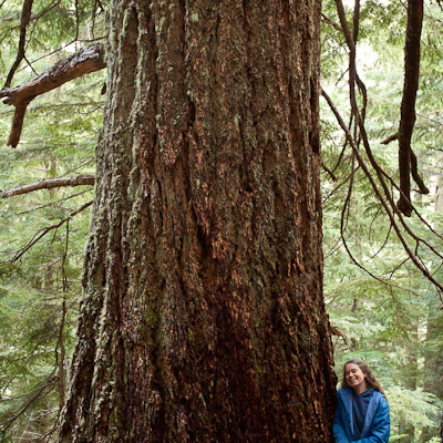 Local Port Alberni activist Jane Morden stands beside the McLaughlin Giant - an old-growth Douglas-fir measuring 23.5ft in circumference / 7.5ft in diameter.