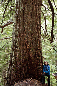 The McLaughlin Giant - Old-growth Douglas-fir measuring 23.5ft in circumference or 7.5ft in diameter